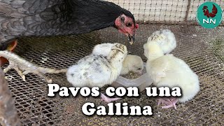 Pavitos o Guajolotes recién nacidos criados por una gallina
