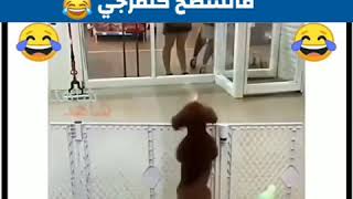 فاش كيكون شي عرس حداكوم ونتا كتفرج من سطاح هههههههه