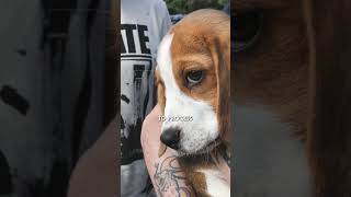 HAWS takes in Ridglan Beagles