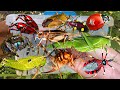 Catching Amazing Insects: Stink Bug, Assassin Bug, Caterpillars, Beetles, Jumping Spider &amp; Ants 