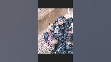 Java baby handfeeding ❤️#java #shorts