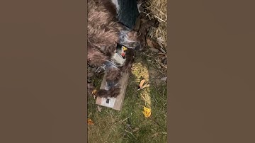 Abandoned Spirit Halloween Animatronic Jumping Spider - October 2024