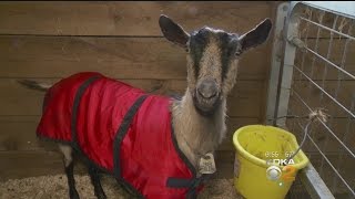 Long Lost Goat Found, Returned To Farm