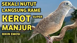 Perkutut Lokal Gacor Suara Super Kristal - Pancingan Malas Bunyi  (99%AMPUH BANGET)