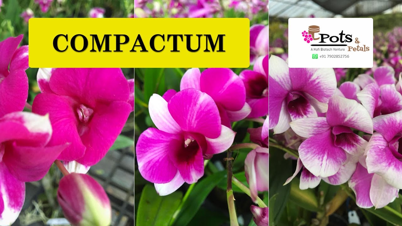 Ya Ya & Kaido Compactum Flowering (www.potsandpetals.in)