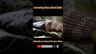 Facts about snakes #shorts