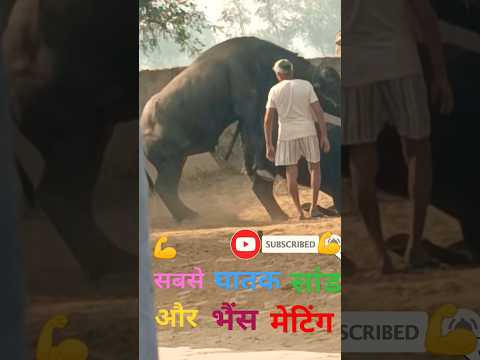 bull jumping and mating Shorts 😃😃 video//#village #animals #reaction