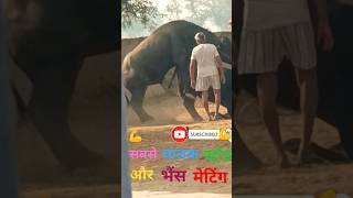bull jumping and mating Shorts 😃😃 video//#village #animals #reaction