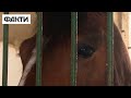 🐴Окупанти вбивали коней через ім'я! Як тварини з гарячих точок відновлюються на Львівському іподромі