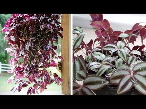 Secret to bushy basket/Indoor Basket /घनी और सुंदर बास्केट बनायें