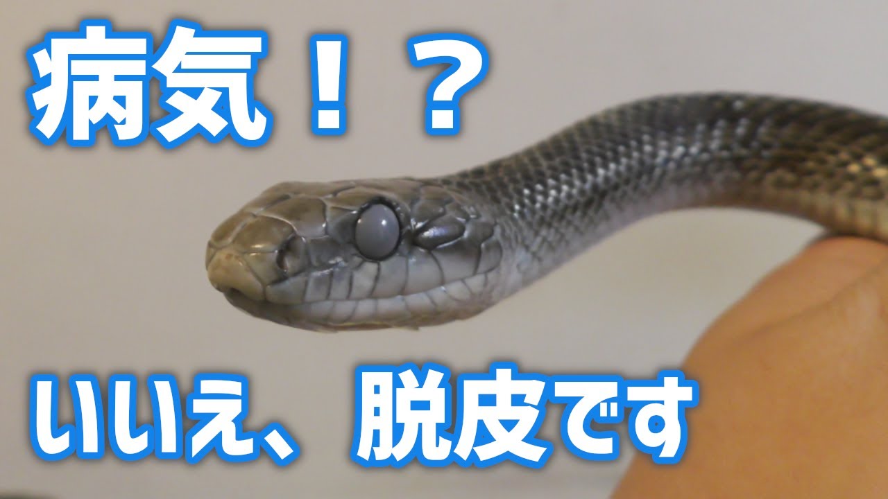 アオダイショウの脱皮前と後を比べてみた - YouTube