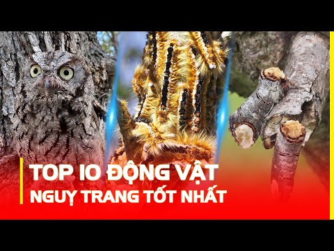 Video: Ngụy trang: các loại và màu sắc ngụy trang của các quốc gia trên thế giới, ảnh, tên các màu