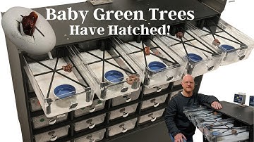 Hatching & Setting Up Baby Green Tree Pythons & 3 FedEx "Must Do