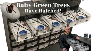 Hatching & Setting Up Baby Green Tree Pythons & 3 FedEx 'Must Do's' If Shipping Reptiles Now!