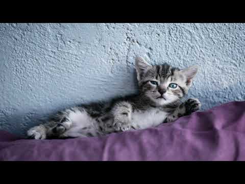 خلفيات لابتوب للبنات باللون البنفسجي