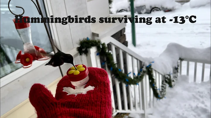 Hummingbirds surviving at -13°C, keep the #birdfeeders from freezing, help the amazing little birds