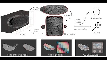 Unwrapping and analyzing 3D microscopy data with Blender