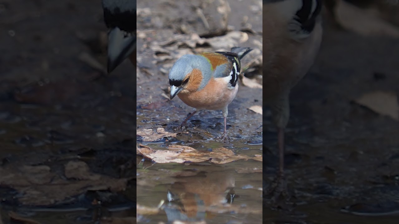 The chaffinch bird, Fringilla coelebs, a beautiful male with gorgeous plumage 