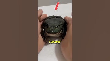 Richest Frog Ever… 🤑