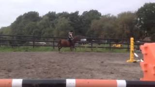 Ava 12yo mare jumping
