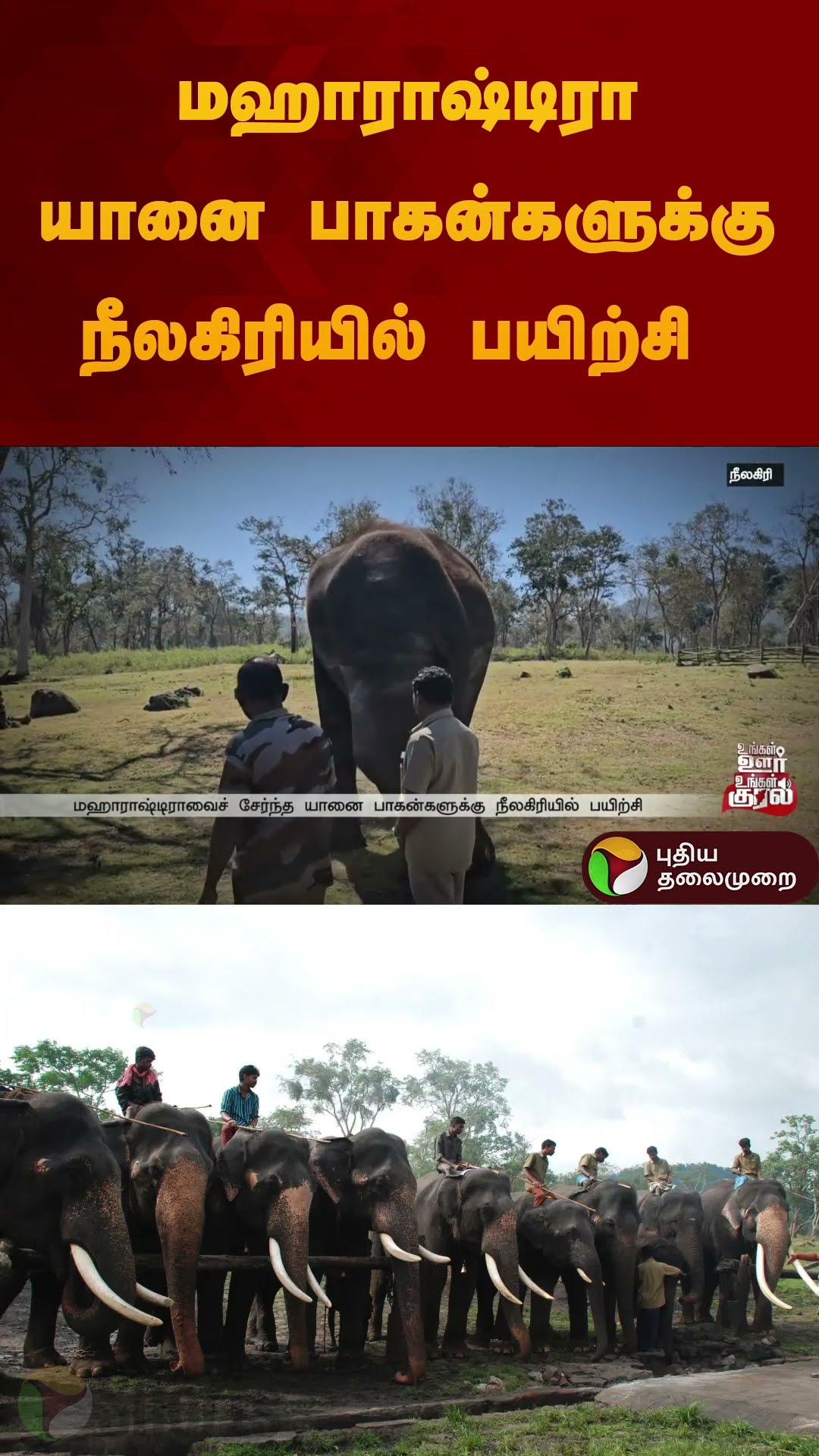 மஹாராஷ்டிரா யானை பாகன்களுக்கு நீலகிரியில் பயிற்சி | #elephant | #nilgiris | #shorts
