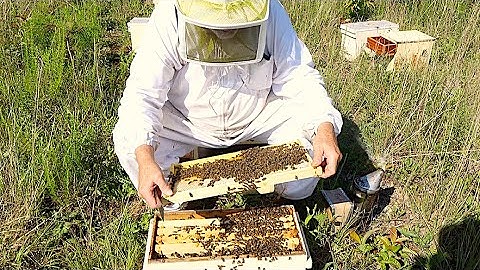 Summer Changes With Our Queen Mating Nucs