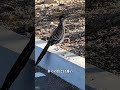 同じ鳥という身でありながら、ミチバシリは一体何を根拠に、あえてコヨーテを挑発できるのでしょうか？