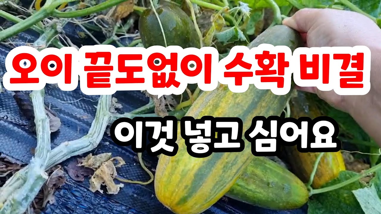 오이 끝도없이 주렁주렁 열리게 하는 이것 넣고 심어보세요#오이모종심기#오이심는방법#오이구덩이만들기#오이재배하는법#오이심는시기#오이병충해방제#오이지지대만들기#텃밭#친환경#무농약