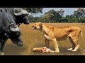 Angry Buffalo herd kills mother Lion and her baby, Wild Animals Attack