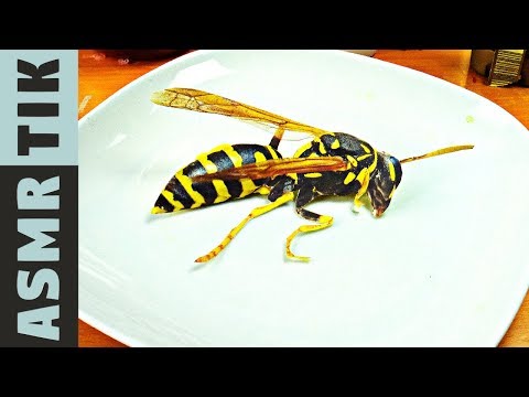 STUNG by a YELLOW JACKET! ASMR Dinner! Eating sounds! No talk!