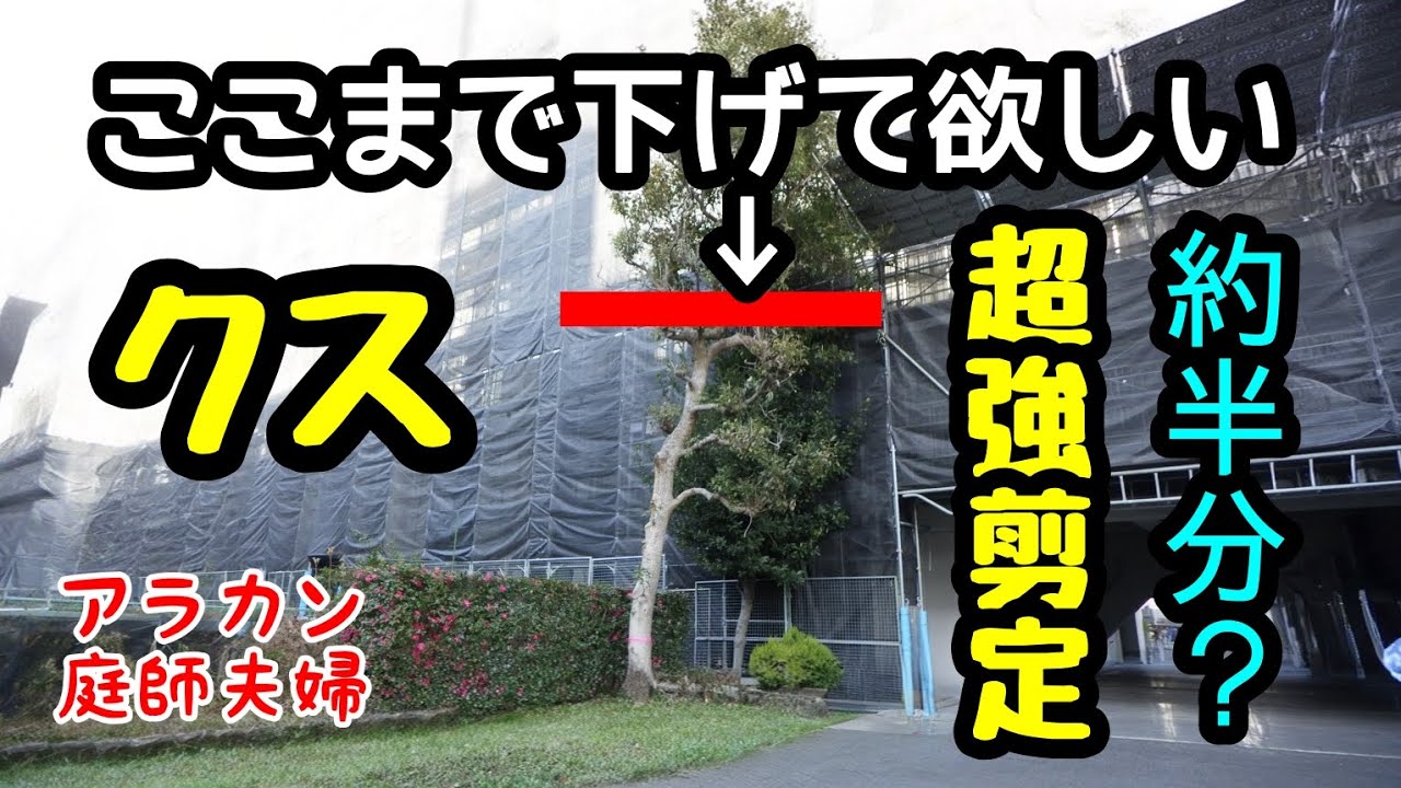 剪定】265 ご要望にお応えします。クス強剪定！ - YouTube