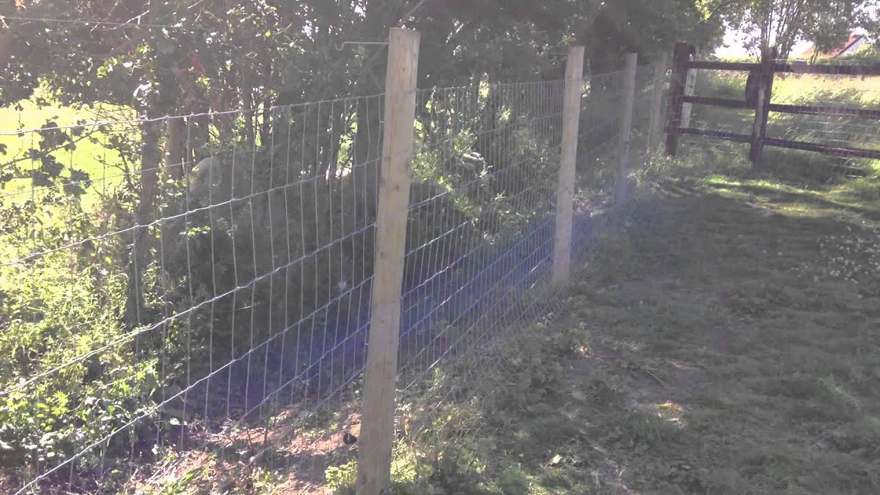 Young fox near electric fence of poultry run YouTube