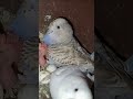 #lovebirds#viral #buggies #breeding #shorts