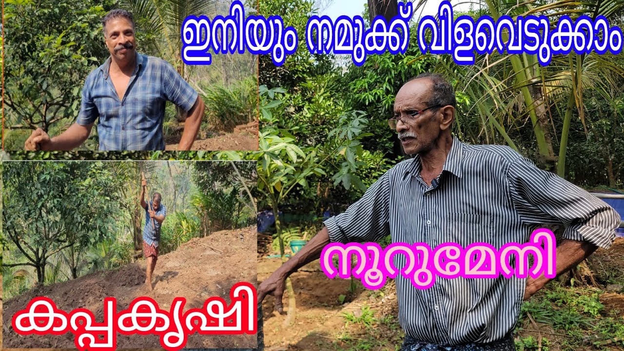 Tapioca Profitable#Antony Muniyara Vlogs