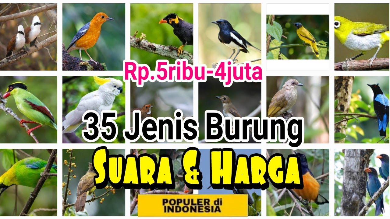 35 Jenis Burung Kicau Populer di Indonesia Beserta Harga Pasarnya (2022)