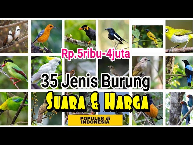 35 Jenis Burung Kicau Populer di Indonesia Beserta Harga Pasarnya (2022) class=