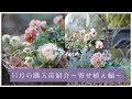 【秋のガーデニング】11月の購入苗紹介〜寄せ植え編〜|11月の庭ログ|ビオラの寄せ植え|バスケット仕立て|ハンギング仕立て|壁掛けポット仕立て|