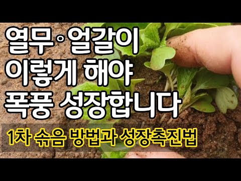 열무 얼갈이 이렇게 해야 폭풍성장 합니다 - 1차 솎음 방법과 성장촉진법