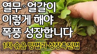 열무 얼갈이 이렇게 해야 폭풍성장 합니다  1차 솎음 방법과 성장촉진법