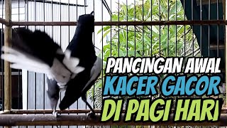 PANCINGAN AWAL SUARA KACER GACOR DI PAGI HARI, KACER APASAJA LANGSUNG NYAUT IKUT BUNYI, AMPUH!