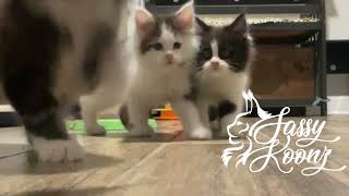 9 Week Old Maine Coon Kittens Playing with Feather Stick  Falling in Reverse Litter  Sassy Koonz