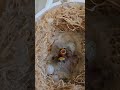 Baby birds