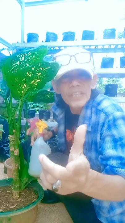 Pengadilan cinta #shorts #lipsync #dangdut