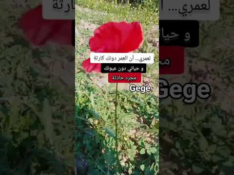 ان العمر دونك كارثة و حياتي دون عيونك مجرد حادثة ستوريات انستا حزينه بدون حقوق