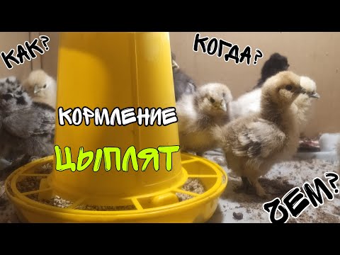 Кормление цыплят(китайские шёлковые)  в первые дни жизни! ОТ А ДО Я . ОТВЕТЫ НА ВСЕ ВОПРОСЫ.