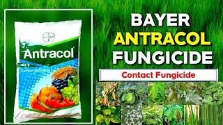 Bayer Antracol fungicide, Propineb 70% WP, Antracol hindi, Fungicide, Bayer Product, Fungal, बायर