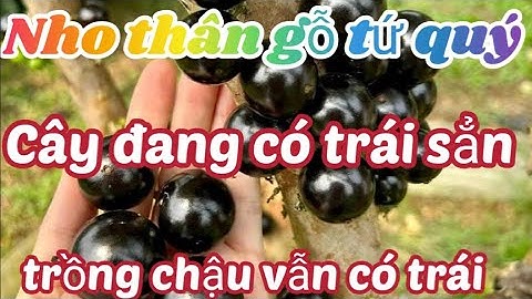 Nho thân gỗ tứ quý đang có trái và hoa sẳn. Miễn phí ship hàng toàn quốc zl 0352.858.109 #nhothango
