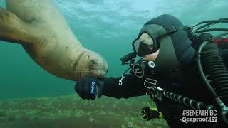 Sea lion selfie, British Columbia