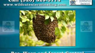 Pest Control in Tucson AZ - Wildcat Exterminating
