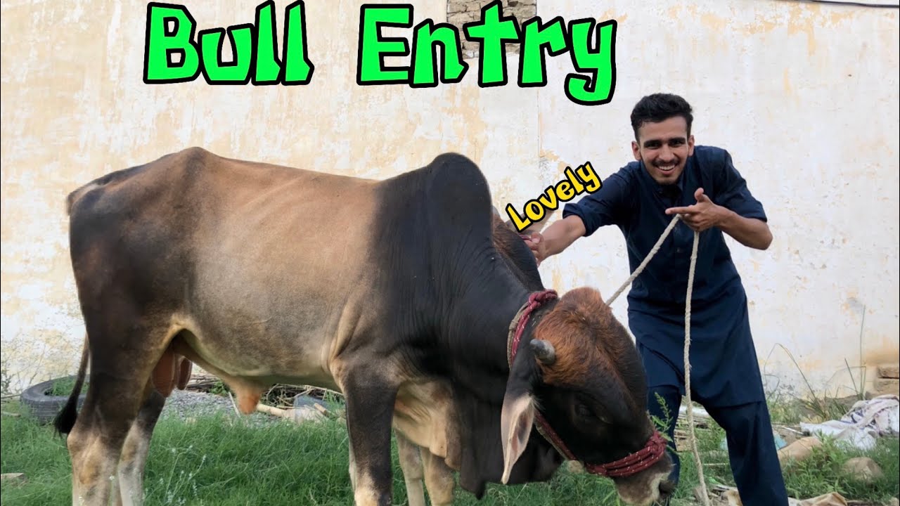 Bull Entry in Setup 🐮 | Pak Birds - YouTube